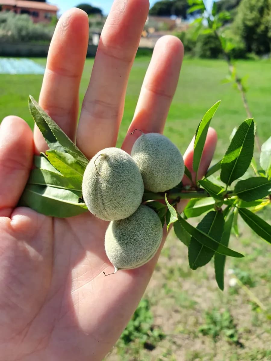 Mandorle fresche appena raccolte