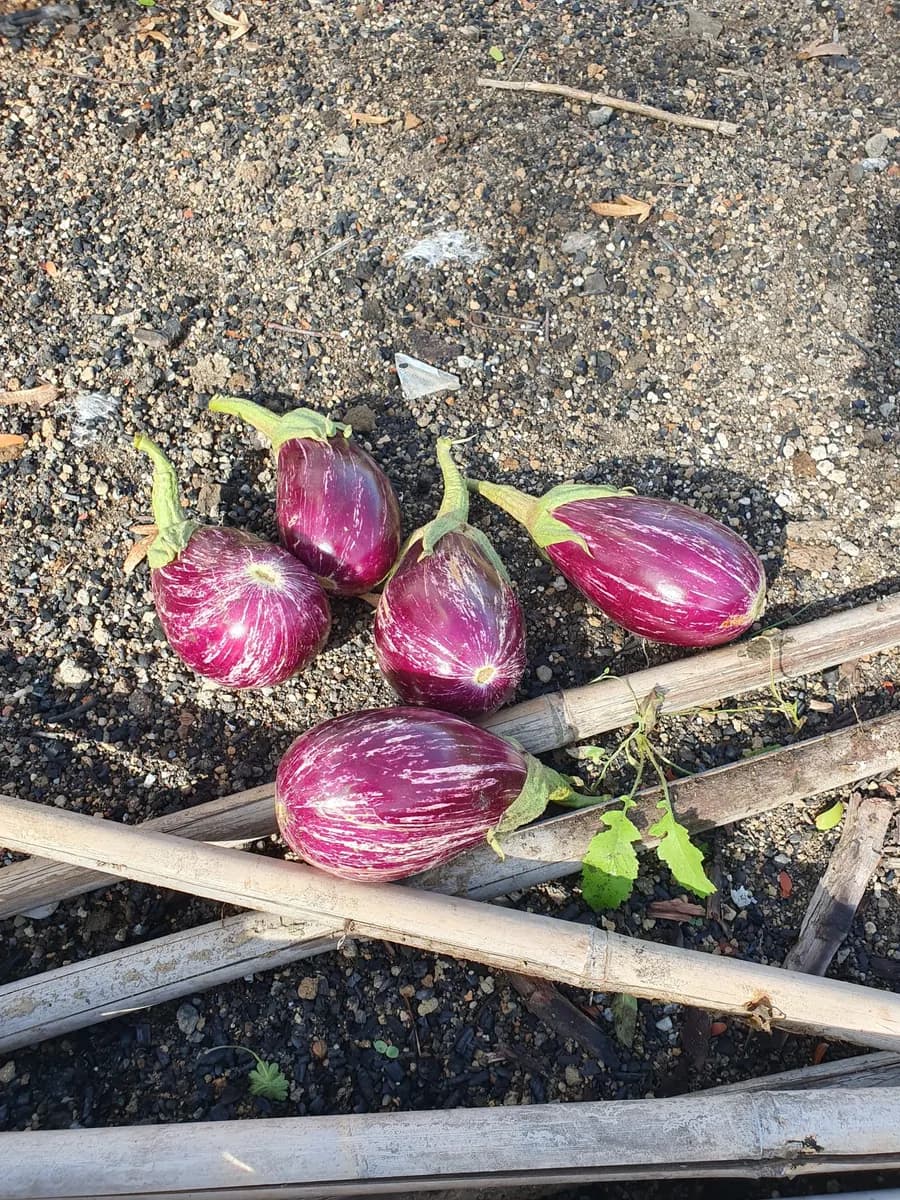 Melanzane striate appena raccolte dall’orto