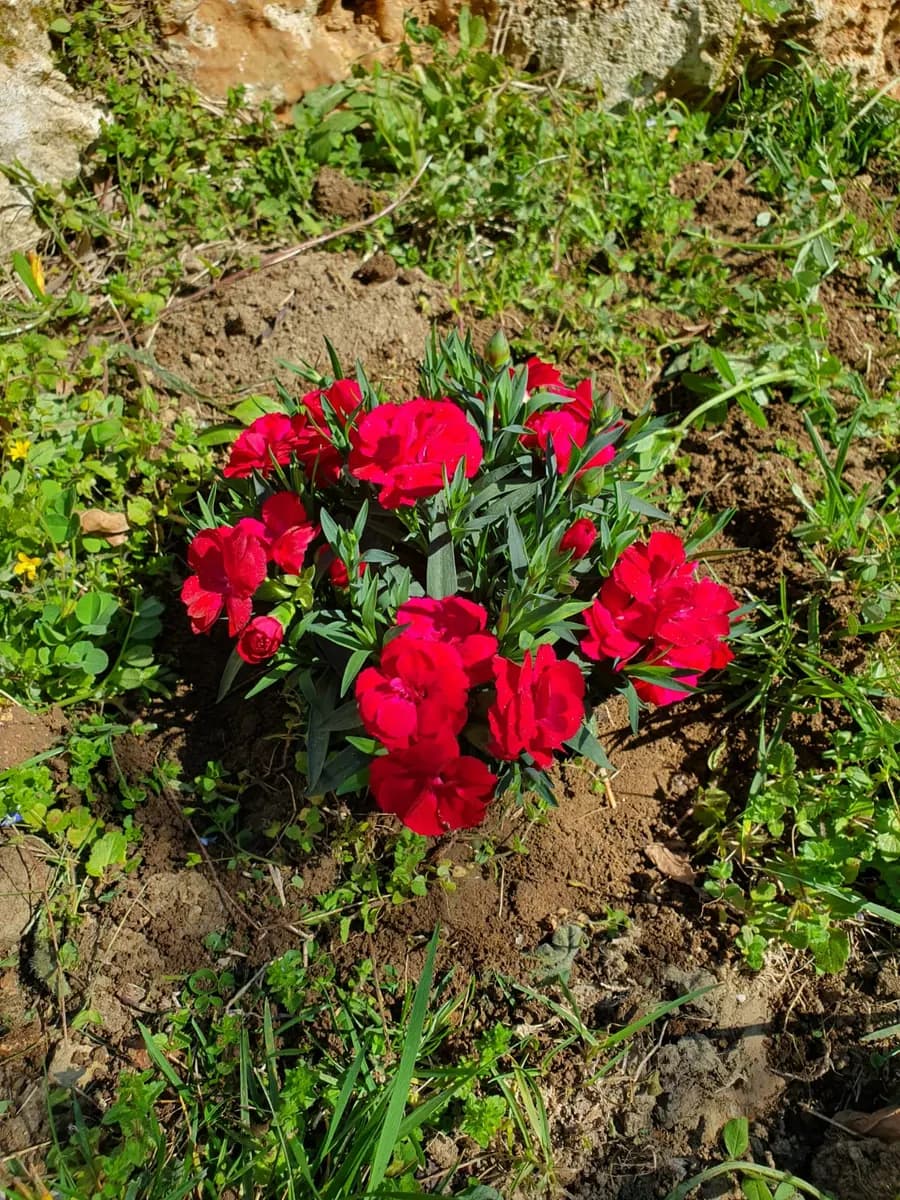 Garofani rossi in un’aiuola del giardino