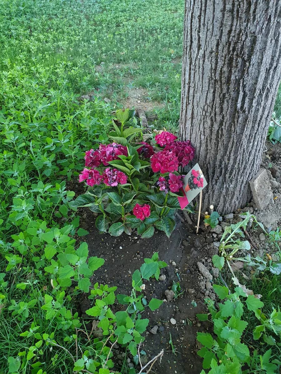 Ortensia color vino ai piedi di un albero