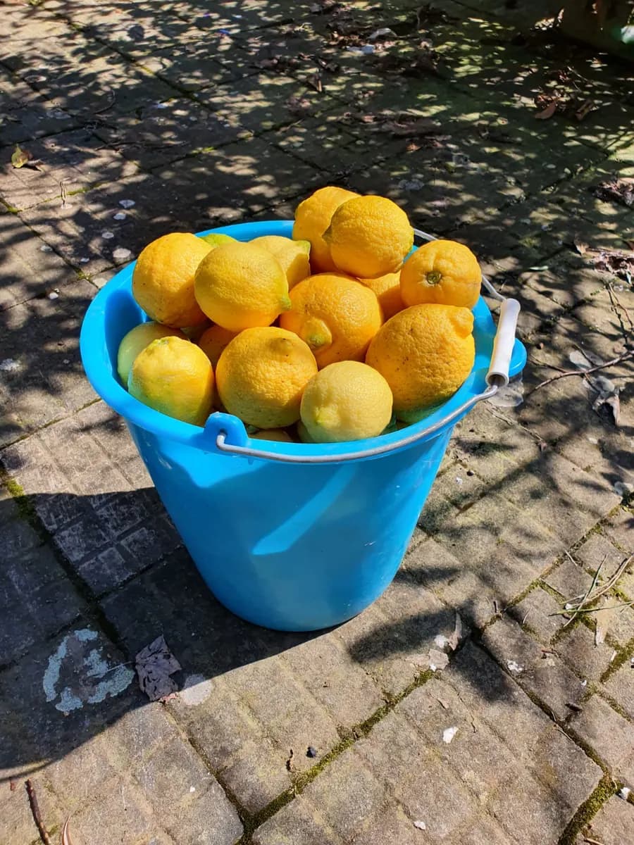 Un secchio pieno di limoni raccolti in giardino